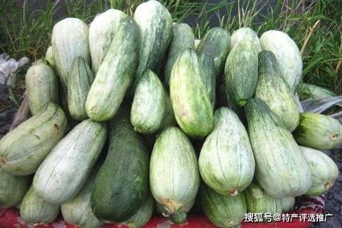 酥瓜今日价位,市场波动下的甜蜜诱惑