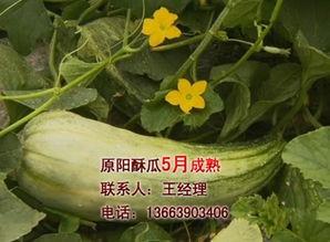 酥瓜今日价位,市场波动下的甜蜜诱惑