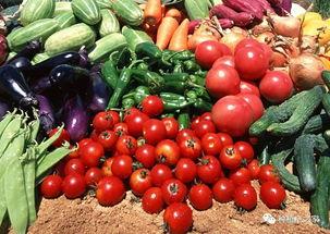 河南今日瓜菜行情,丰收景象与市场需求的完美对接