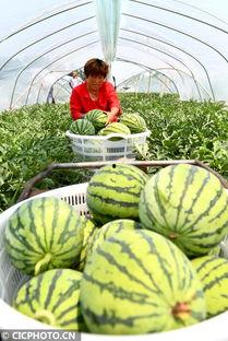 河南今日瓜菜行情,丰收景象与市场需求的完美对接