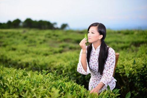 明星网红采茶叶是谁