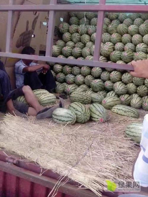 陕西麒麟瓜今日行情,丰收季里的价格波动与市场前景”