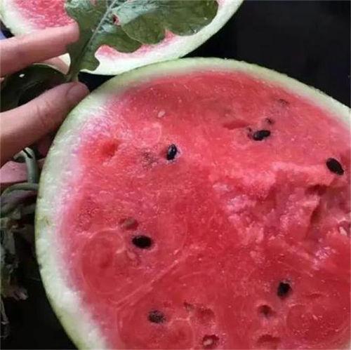 陕西麒麟瓜今日行情,丰收季里的价格波动与市场前景”