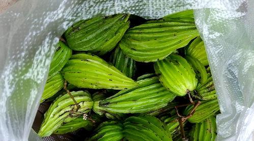 凉瓜今日价格最新行情,今日行情一览