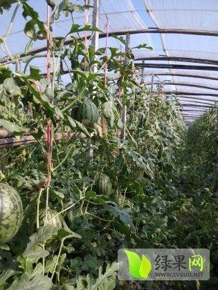 昌乐黄皮瓜今日价格,品质瓜果，实惠之选