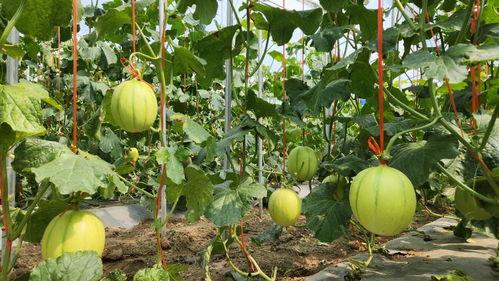 今日海南崖州蒲瓜价格,新鲜采摘直供市场”