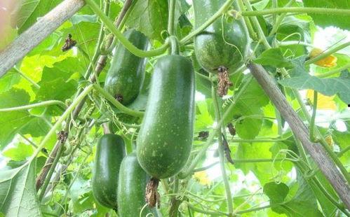 今日夏至吃瓜赏花图片,花海绽放赏心悦目