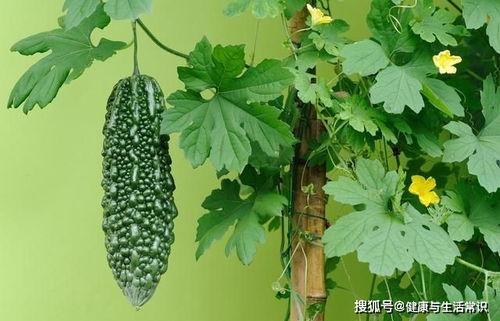 今日夏至吃瓜赏花图片,花海绽放赏心悦目