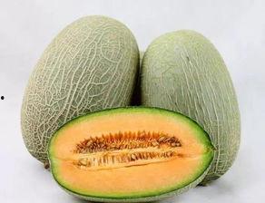 新疆哈密瓜今日价格行情,价格行情一览