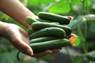 天津水瓜价格今日,实惠之选，市民抢购热潮