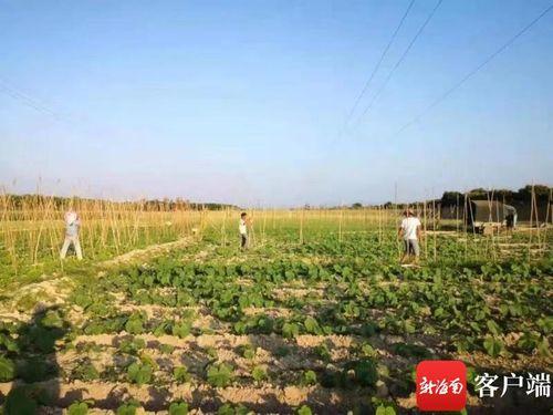 崖州区今日瓜菜价格查询