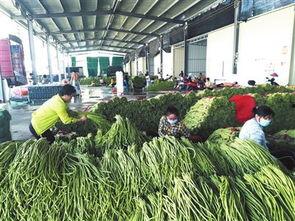 崖州区今日瓜菜价格查询