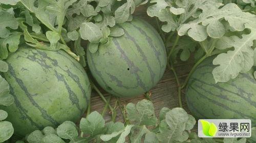 青州谭坊今日瓜价