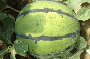 青州谭坊今日瓜价