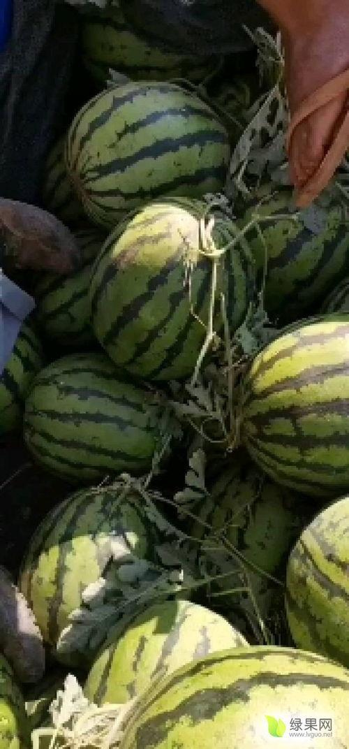 建水今日小瓜价格,新鲜上市，实惠抢购！