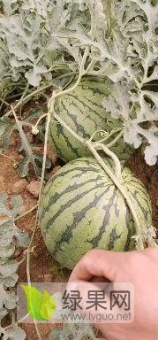 建水今日小瓜价格,新鲜上市，实惠抢购！