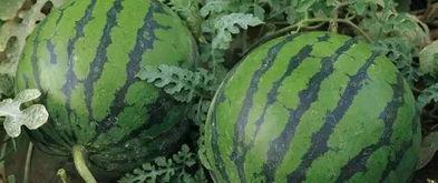 吊瓜西瓜今日价格走势图,今日走势图深度解析