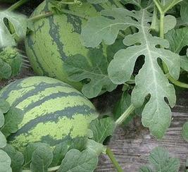 吊瓜西瓜今日价格走势图,今日走势图深度解析