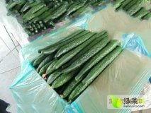 惠州毛瓜价格今日行情,波动中寻求平衡