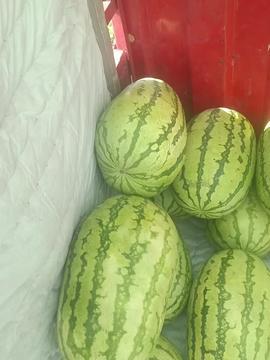 今日农村卖瓜视频下载,揭秘今日农村卖瓜视频背后的下载热潮