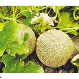 兰州白兰瓜今日新闻,新鲜上市，助力乡村振兴