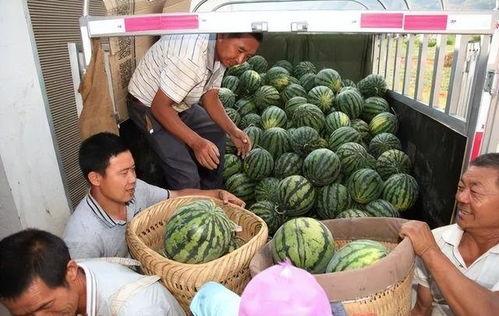 宁夏今日瓜价,今日瓜价行情一览”