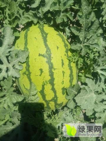 今日硒沙瓜行情,抢眼价格与市场动态一览