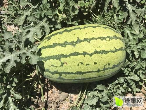 今日硒沙瓜行情,抢眼价格与市场动态一览