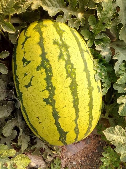 今日硒沙瓜行情,抢眼价格与市场动态一览