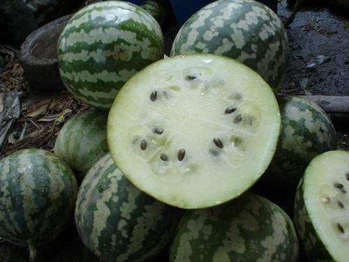 今日绿宝瓜价格