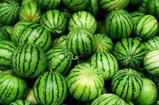 平顶山茄瓜今日价格表,市场行情一览