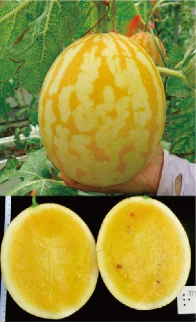 金玉蜜瓜今日价格