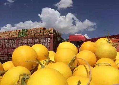 金玉蜜瓜今日价格