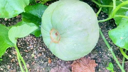 今日白水瓜价格,市场行情一览