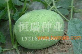 今日新疆瓜批发价格