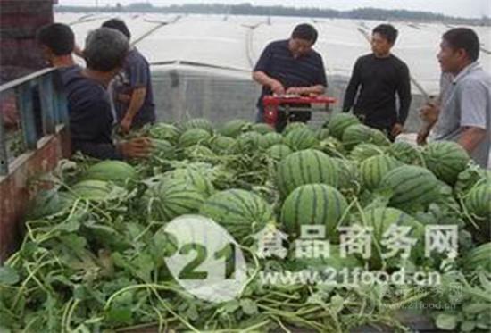 今日新疆瓜批发价格