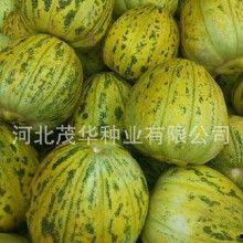 今日新疆瓜批发价格