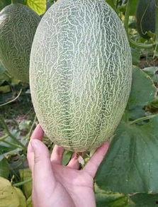 哈密瓜批发市场今日价格