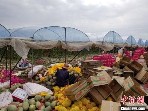 佛罗哈密瓜价格今日,“今日佛罗哈密瓜价格波动解析”