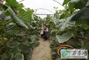佛罗哈密瓜价格今日,“今日佛罗哈密瓜价格波动解析”