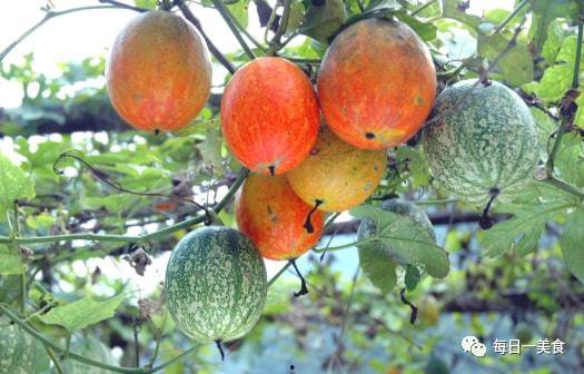 中牟吊瓜今日价格查询,行情走势一览