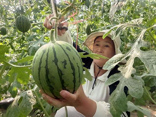 中牟吊瓜今日价格查询,行情走势一览