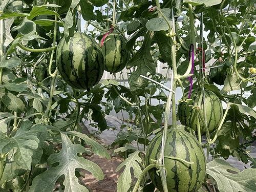 中牟吊瓜今日价格查询,行情走势一览