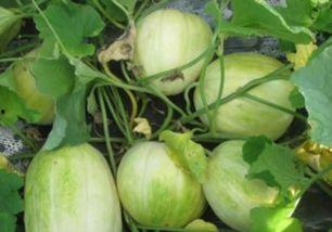 今日吃什么瓜最好,揭秘最适合今日食用的瓜类美食