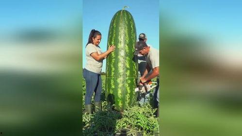 今日大瓜吃瓜网站,揭秘娱乐圈最新热点事件