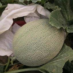 今日小白瓜批发多少钱,今日小白瓜批发价格行情分析