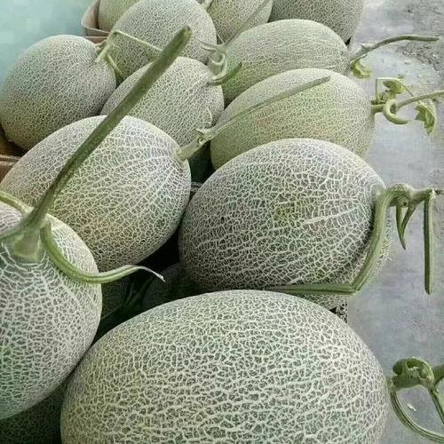 哈密瓜今日价格行情最新,哈密瓜价格波动解析