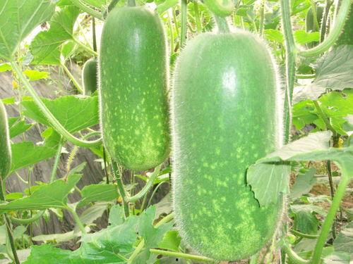 911今日必吃大瓜,热门话题背后的真相与内幕