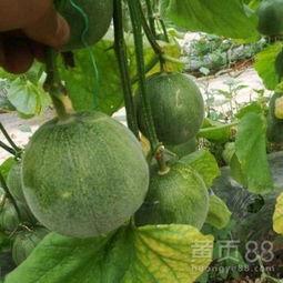 景东今日小瓜价格行情,涨跌波动，市场动态一览”