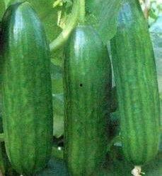 景东今日小瓜价格行情,涨跌波动，市场动态一览”